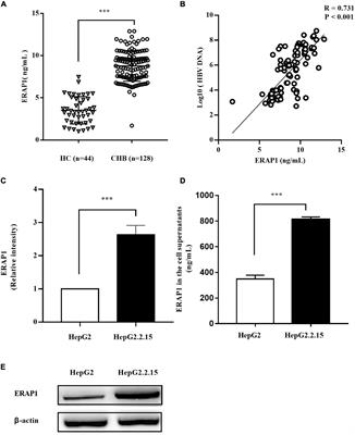 Endoplasmic Reticulum Aminopeptidase 1 Is Involved in Anti-viral Immune Response of Hepatitis B Virus by Trimming Hepatitis B Core Antigen to Generate 9-Mers Peptides